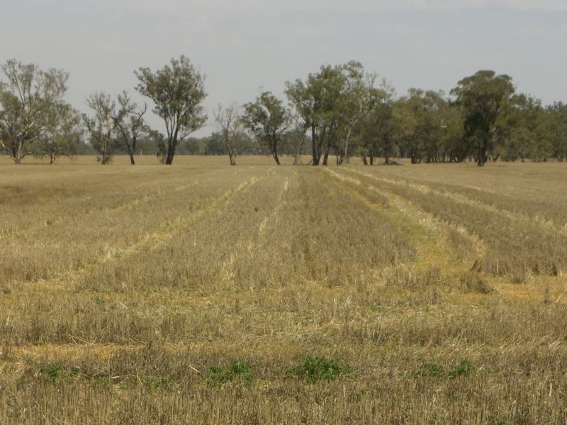 Murkadell Moonbuucca Road Bribbaree, Young NSW 2594