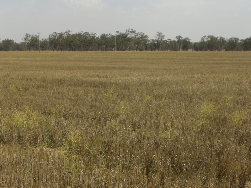 Murkadell Moonbuucca Road Bribbaree, Young NSW 2594