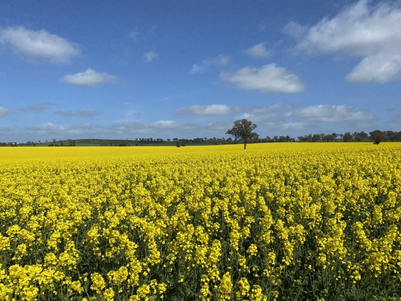 404 Ballards Lane, Thuddungra NSW 2594