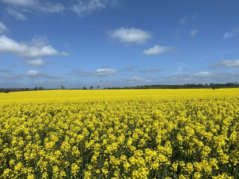 404 Ballards Lane, Thuddungra NSW 2594