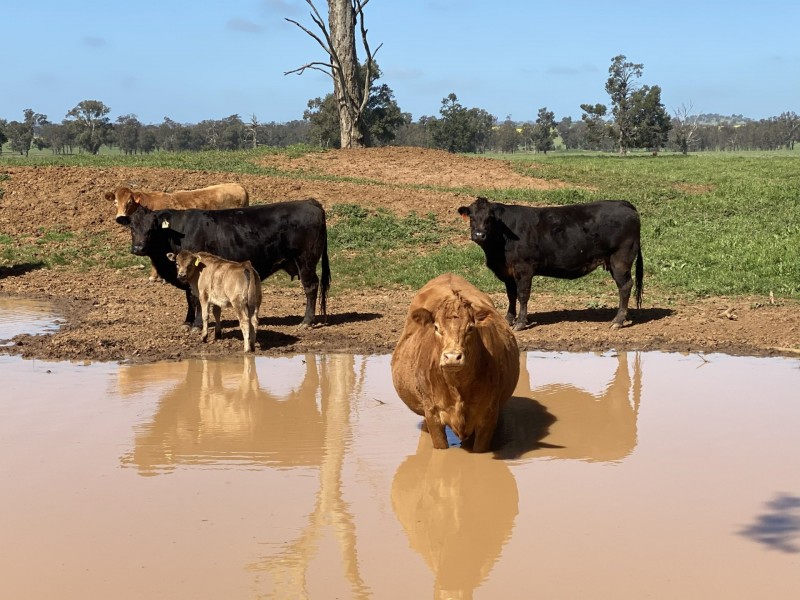 404 Ballards Lane, Thuddungra NSW 2594