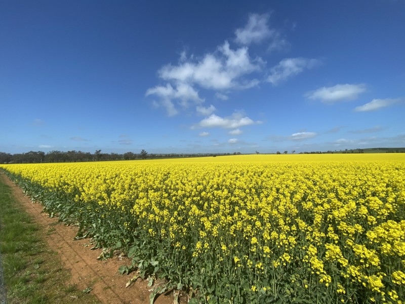 404 Ballards Lane, Thuddungra NSW 2594