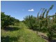 1249 Scenic Road, Young NSW 2594
