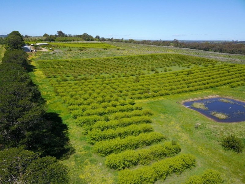 175 Wombat Creek Road, Young NSW 2594