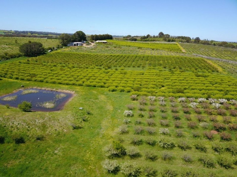 175 Wombat Creek Road, Young NSW 2594