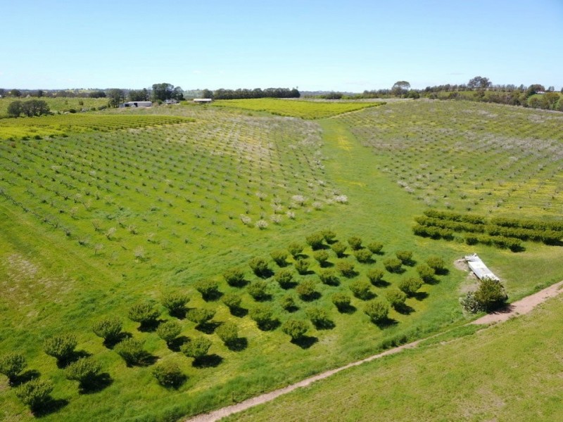 175 Wombat Creek Road, Young NSW 2594