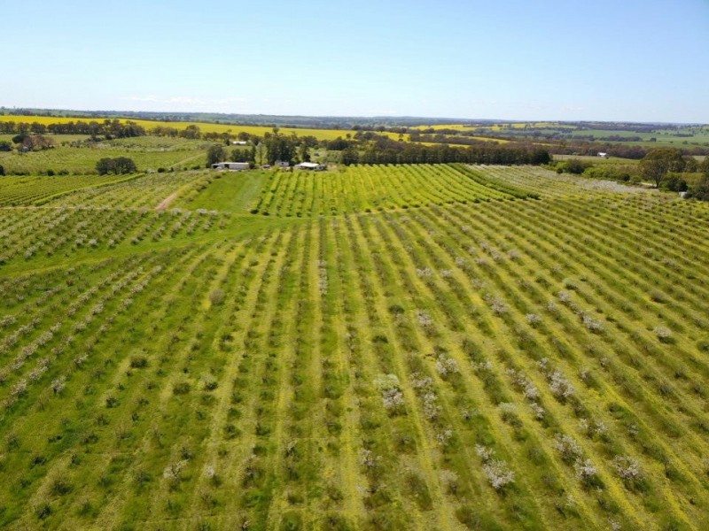 175 Wombat Creek Road, Young NSW 2594