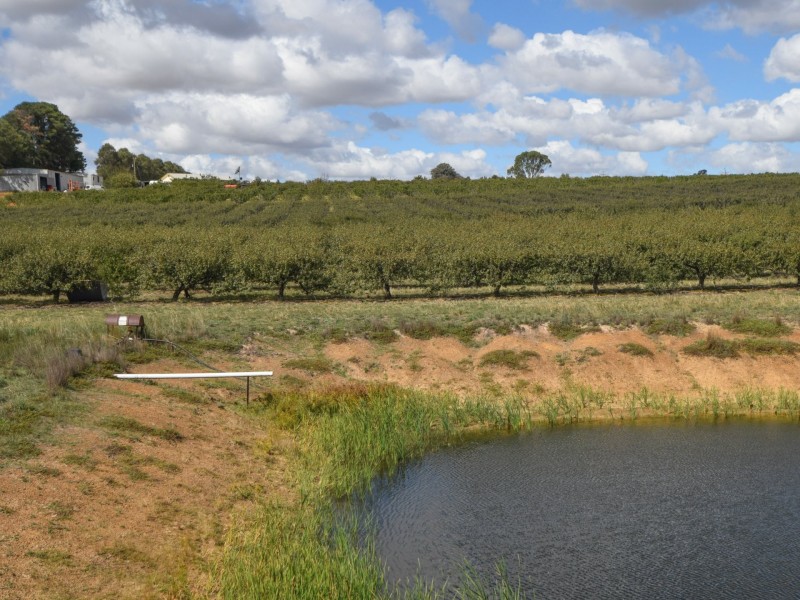 175 Wombat Creek Road, Young NSW 2594