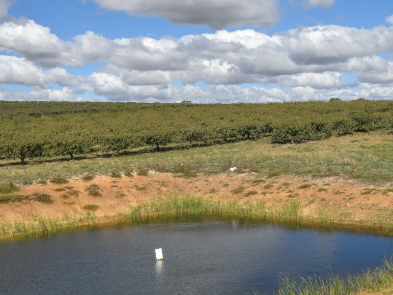 175 Wombat Creek Road, Young NSW 2594