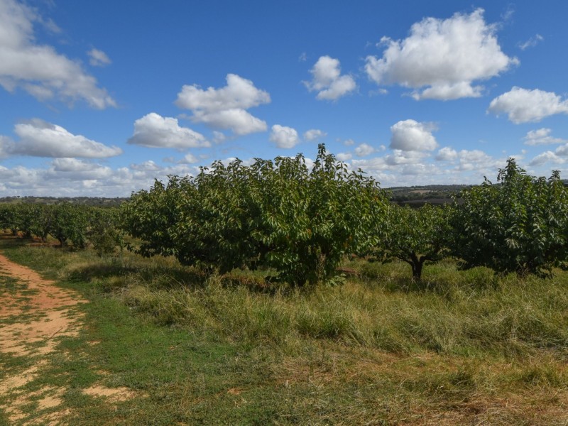 175 Wombat Creek Road, Young NSW 2594