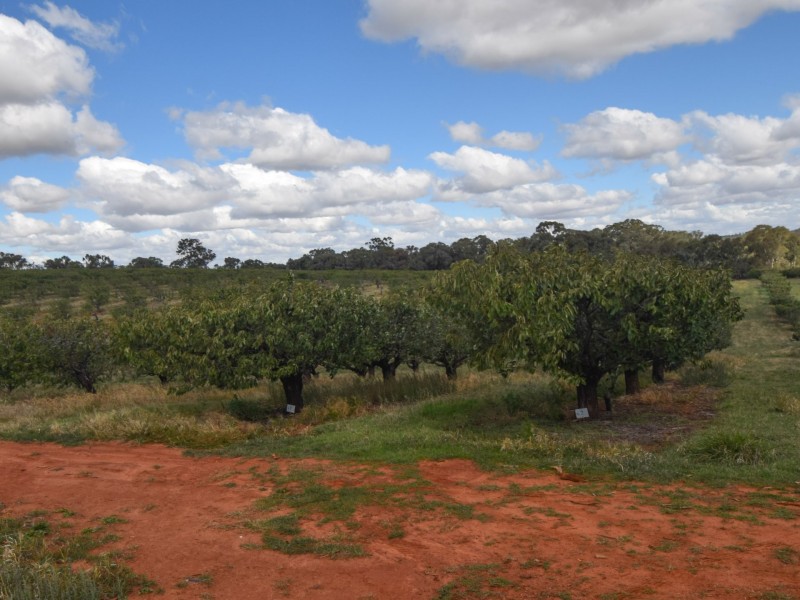 175 Wombat Creek Road, Young NSW 2594