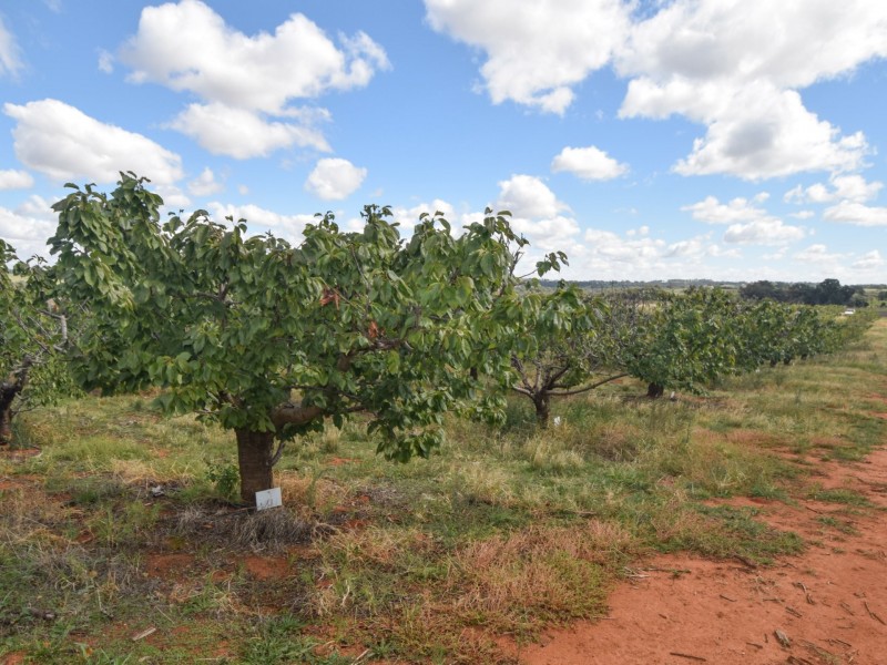 175 Wombat Creek Road, Young NSW 2594