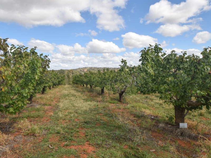 175 Wombat Creek Road, Young NSW 2594