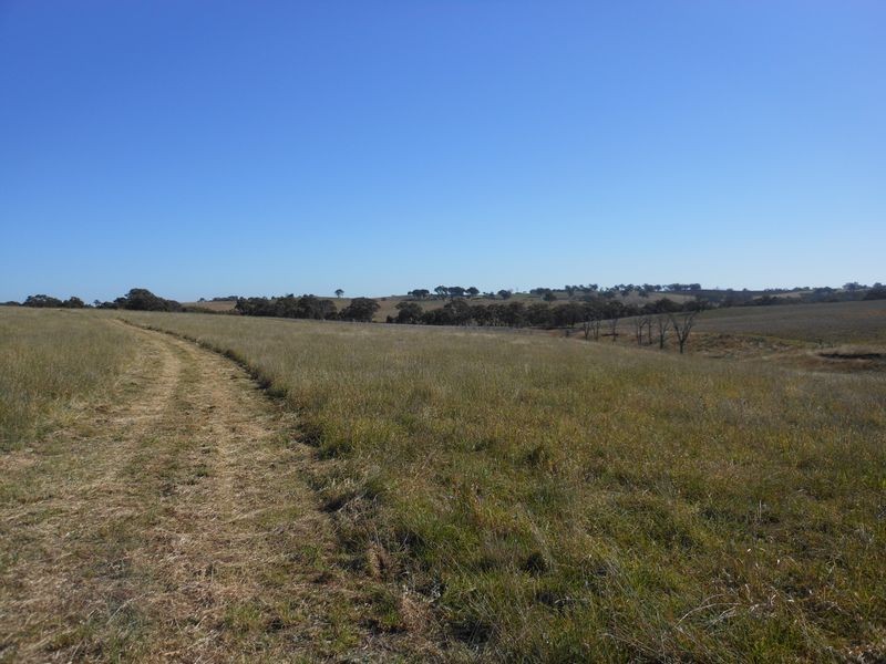 642 Spring Creek Road, Young NSW 2594