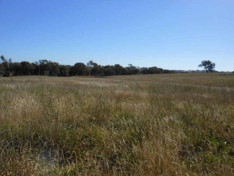 642 Spring Creek Road, Young NSW 2594