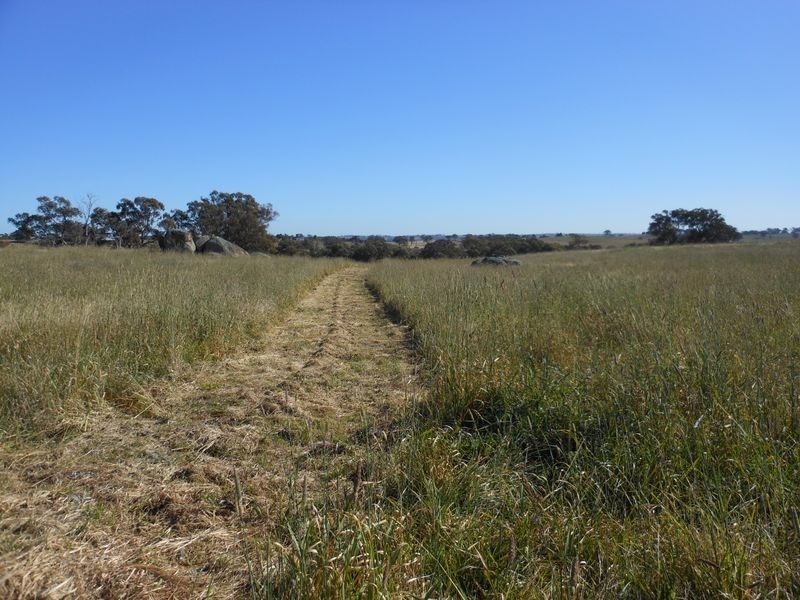 642 Spring Creek Road, Young NSW 2594