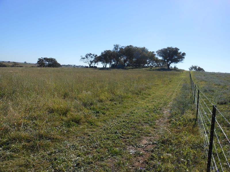 642 Spring Creek Road, Young NSW 2594