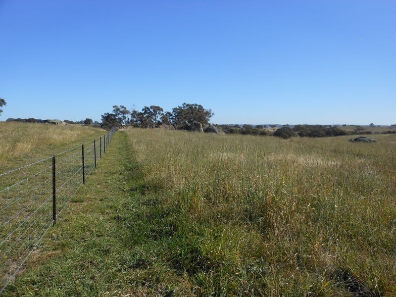 642 Spring Creek Road, Young NSW 2594