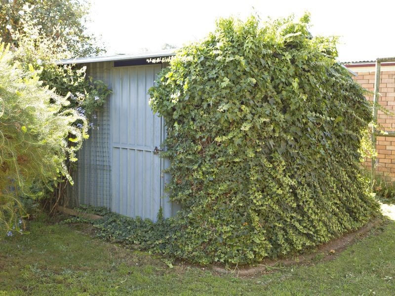 11 Normoyle Cresent, Young NSW 2594