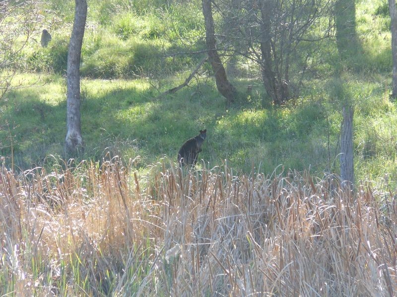 95 Boyds Lane, Young NSW 2594