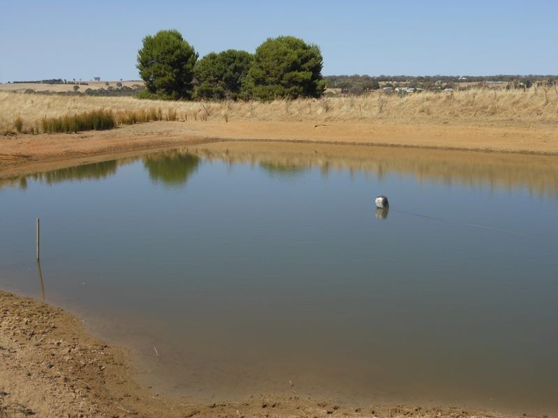 3313 Moppity Rd, Young NSW 2594