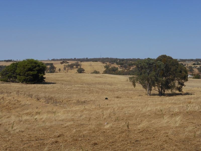 3313 Moppity Rd, Young NSW 2594