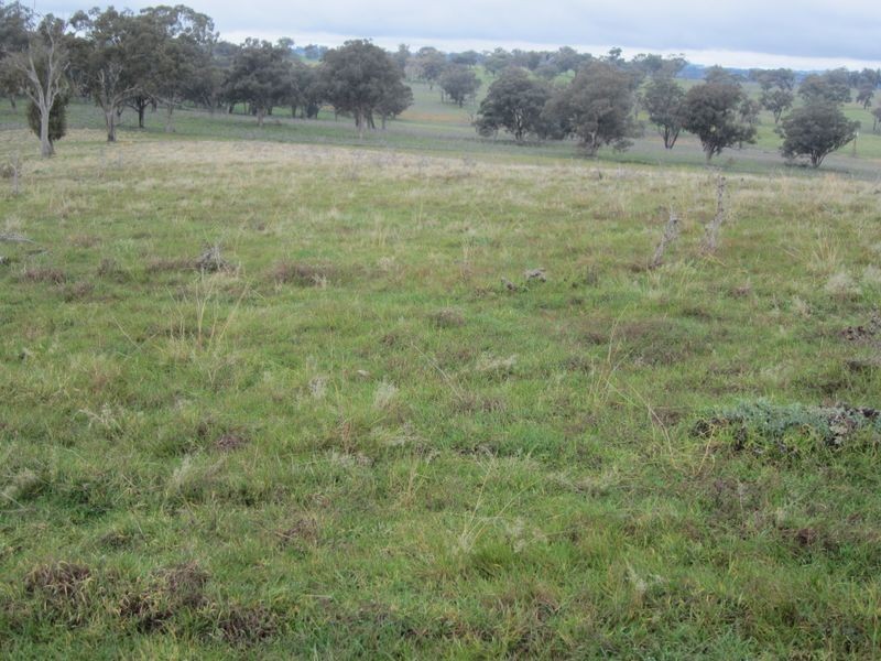 625 Tubbul Road, Young NSW 2594