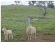 625 Tubbul Road, Young NSW 2594