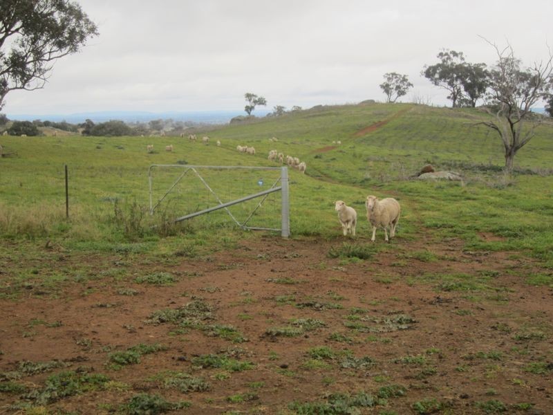 625 Tubbul Road, Young NSW 2594