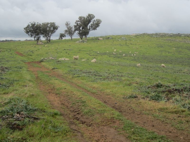 625 Tubbul Road, Young NSW 2594