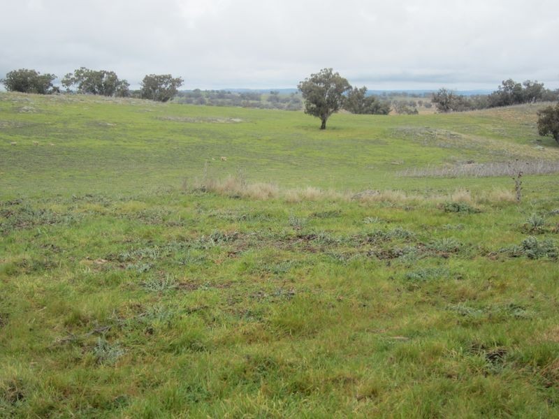 625 Tubbul Road, Young NSW 2594