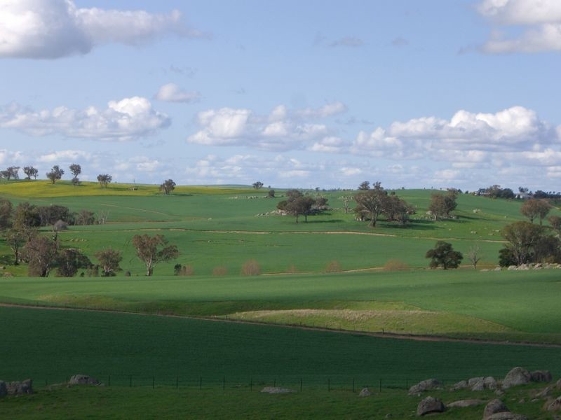Bunyarra Grenfell Road, Young NSW 2594