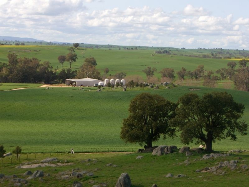 Bunyarra Grenfell Road, Young NSW 2594