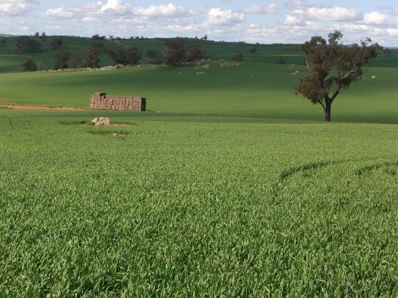 Bunyarra Grenfell Road, Young NSW 2594