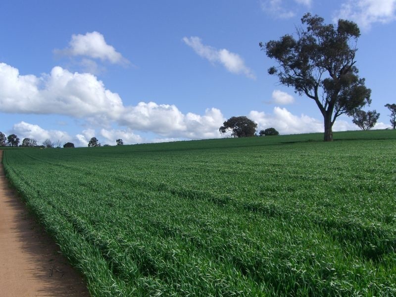 Bunyarra Grenfell Road, Young NSW 2594