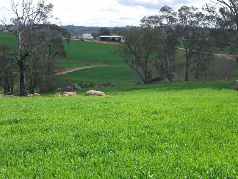 Bunyarra Grenfell Road, Young NSW 2594