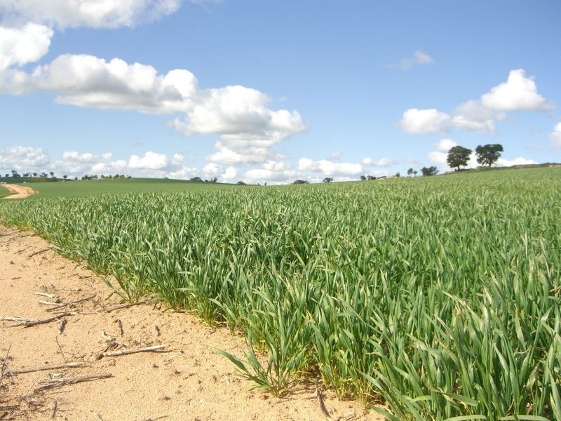 Bunyarra Grenfell Road, Young NSW 2594