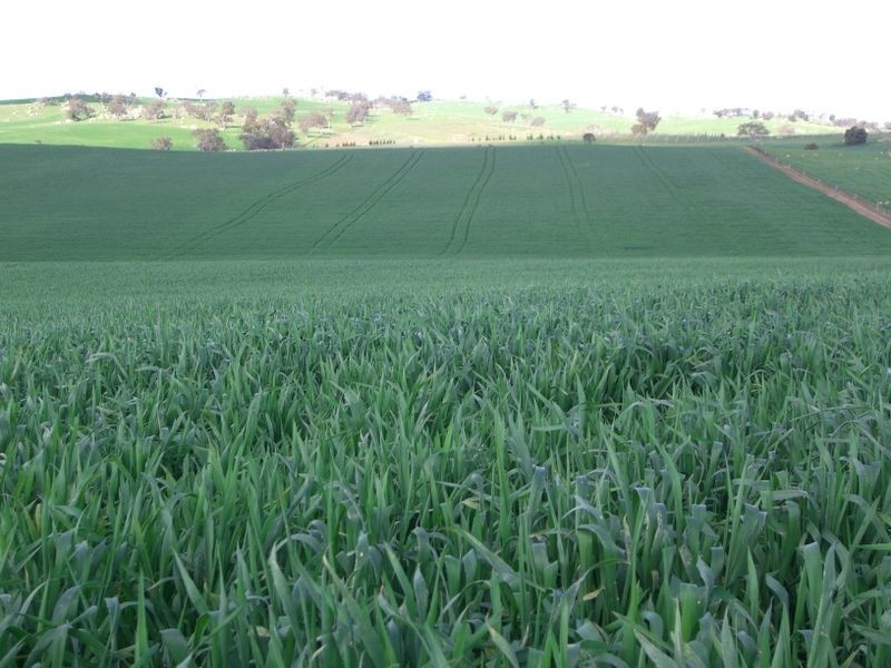 Bunyarra Grenfell Road, Young NSW 2594