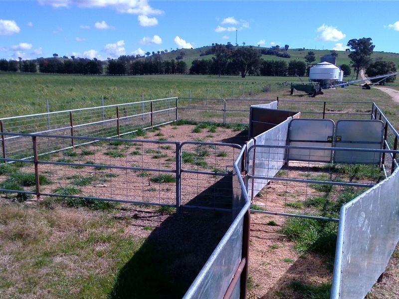 301 Robinsons Rd, Young NSW 2594