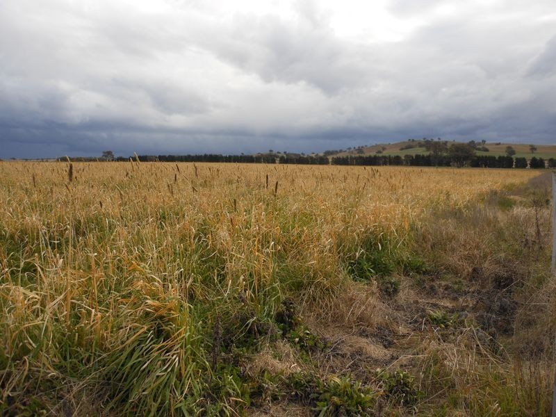 301 Robinsons Rd, Young NSW 2594