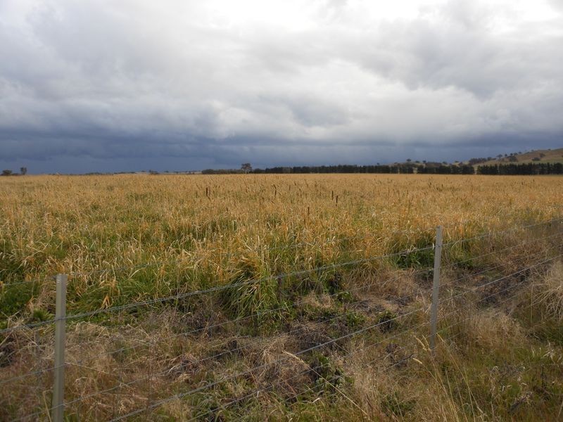 301 Robinsons Rd, Young NSW 2594