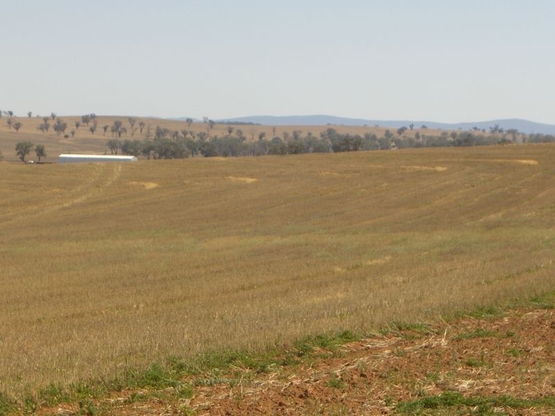 Wirruna Jenkins Road Tubbul, Young NSW 2594