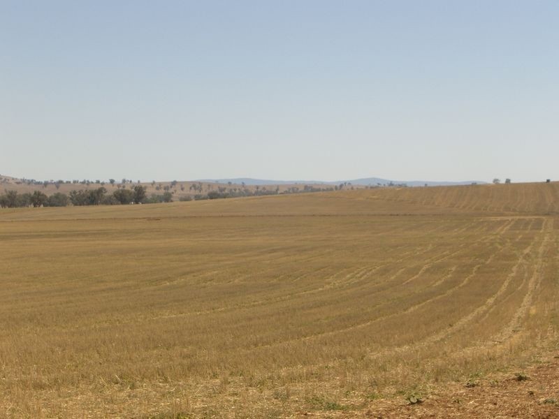 Wirruna Jenkins Road Tubbul, Young NSW 2594
