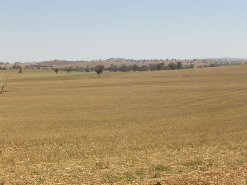 Wirruna Jenkins Road Tubbul, Young NSW 2594