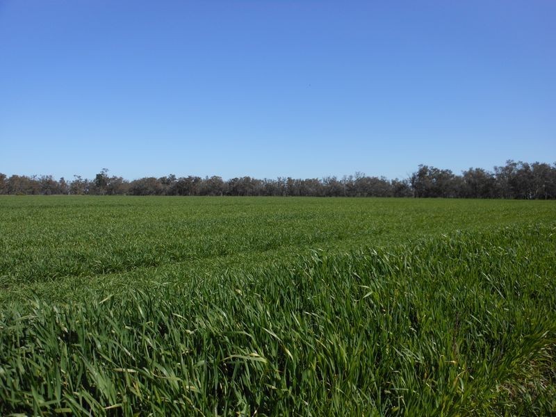 00 Merringreen, Young NSW 2594