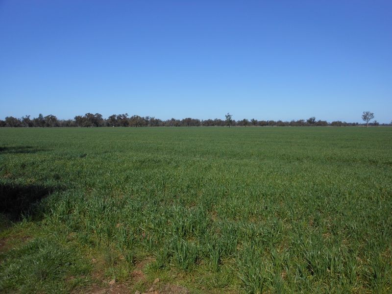 00 Merringreen, Young NSW 2594