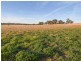 54 Silo Road, Young NSW 2594