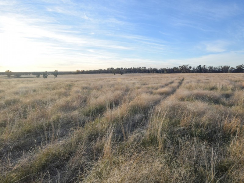 54 Silo Road, Young NSW 2594