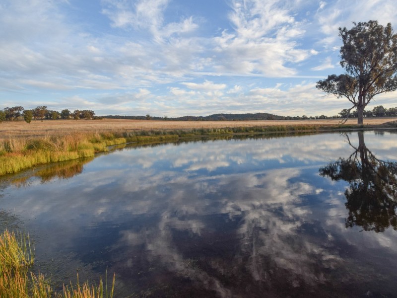 54 Silo Road, Young NSW 2594