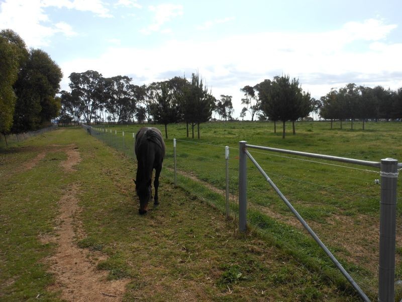 50 Watsons Rd, Young NSW 2594